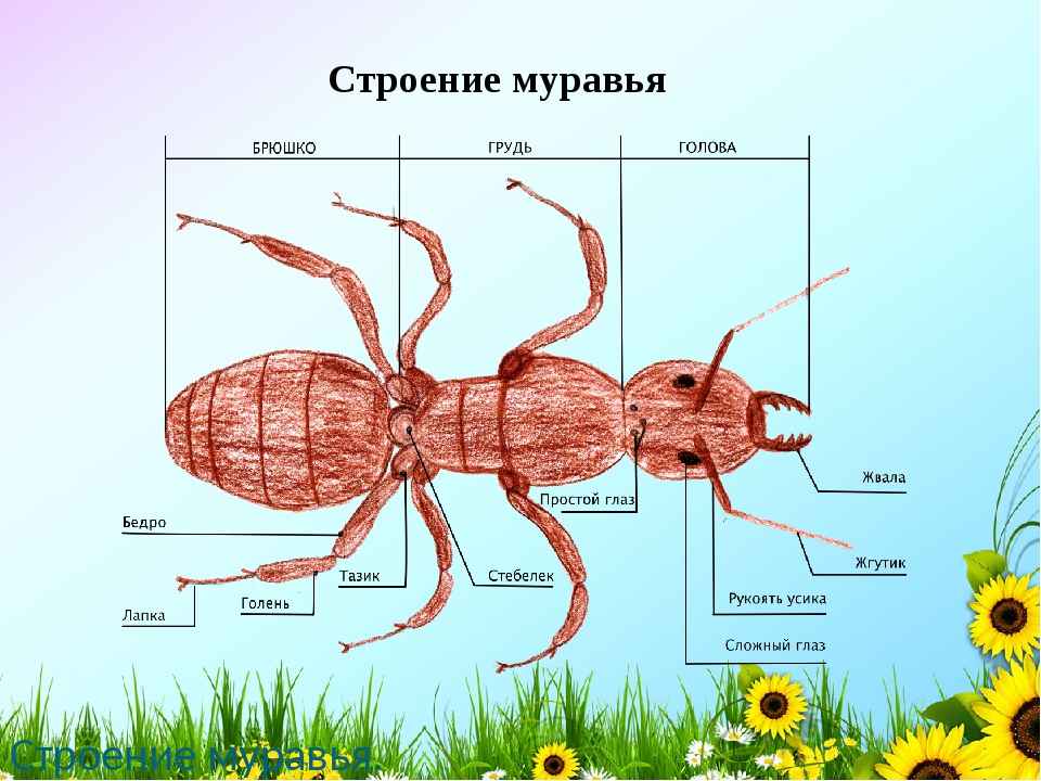 На фото описано про строение муравьев